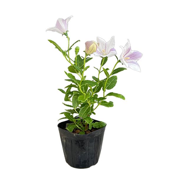 Amazon.co.jp: おもてなしキキョウ(桔梗）：一重系絞り紅花3号ポット